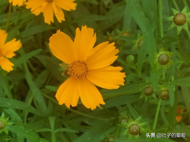 副业怎样选择，不影响工作还能有额外的收入-繁星副业