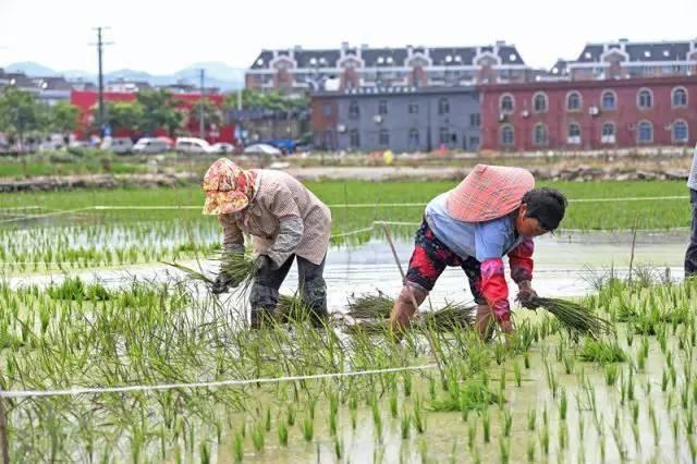 低成本小生意都有哪些（在农村月收入过万的几个小生意）-繁星副业