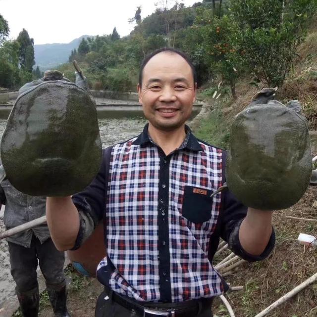 回农村养鳖年收入百万（未来养殖业什么最赚钱农村）-繁星副业