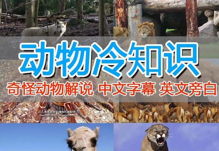 【副业项目6380期】外面卖1699的国外纪录片解说（动物解说、美食、动画片）稳过中视频-繁星副业